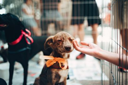 Animal Shelter WordPress Themes