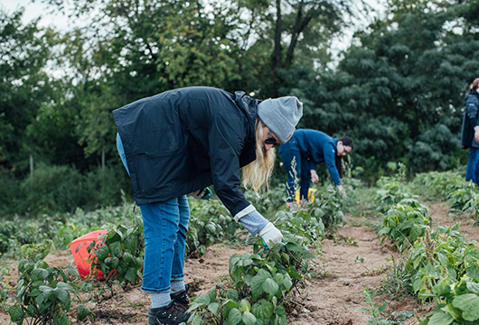 An image of Service Express employees volunteering picking vegetables at KFB farm
